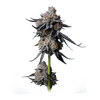 Gorilla Glue #4, Фасовка: 5